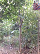 今年10公分白玉蘭價格是多少？