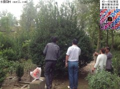 沭陽(yáng)3米大葉黃楊球價(jià)格1200元裝車(chē)