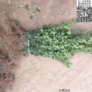 哪里有大葉黃楊綠籬苗 價(jià)格是多少？