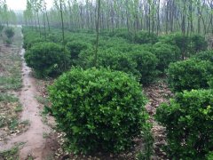 80公分大葉黃楊球價(jià)格