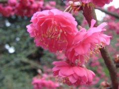 「山櫻花」山櫻花基地報價_圖片_產品信息介紹