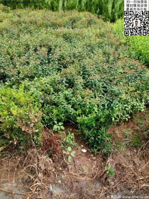 粉花繡線菊基地圖片