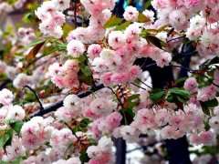 較大的櫻花樹基地，只有你不知道在哪里吧？