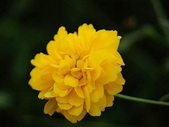 重瓣棣棠價格哪里便宜？產地在哪里？