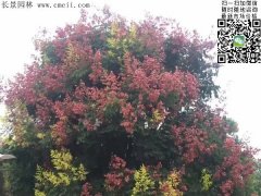 今年欒樹價格多少錢一棵？6公分8公分10公分的規