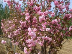 哪里有櫻花樹賣，偷偷告訴你一家又好又便宜的