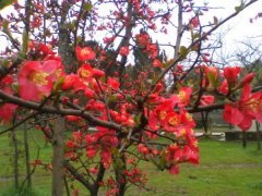 2016年下半年貼梗海棠的價(jià)格走勢(shì)怎么樣，現(xiàn)在價(jià)