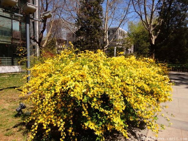 棣棠球-長景園林