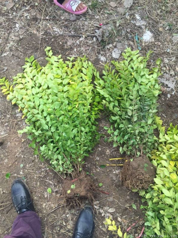 金葉女貞球-長景園林