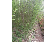 木槿價錢哪里最便宜，就來華東大型產(chǎn)地