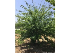 正宗紅花木槿，1~8公分規(guī)格齊全，分枝多冠幅大