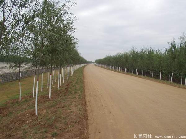 河提邊坡植草護坡綠化圖片