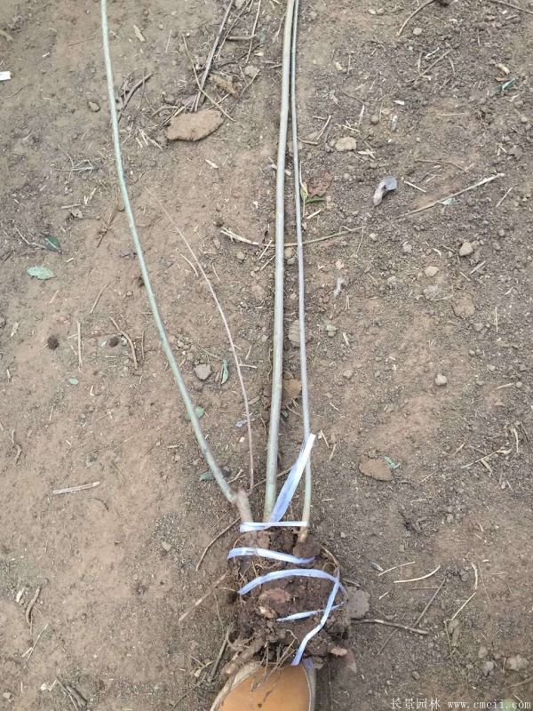 連翹圖片基地實拍