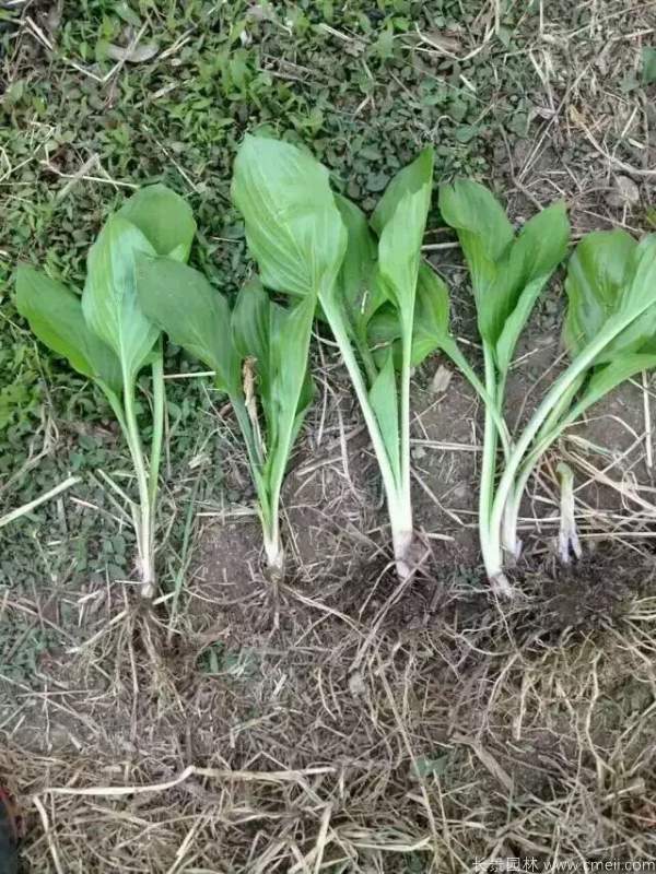 玉簪花圖片基地實拍