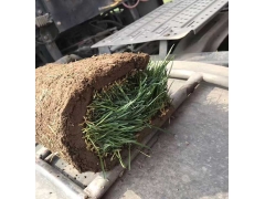 早熟禾圖片_冷季型草坪_北方冬季