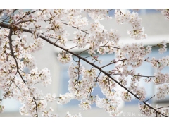 2017年較新櫻花多少錢一棵？