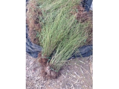 棣棠球價格是怎么計算的，多少錢一棵？