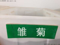 「雛菊種子」最新雛菊種子_價格_圖片_種植技術