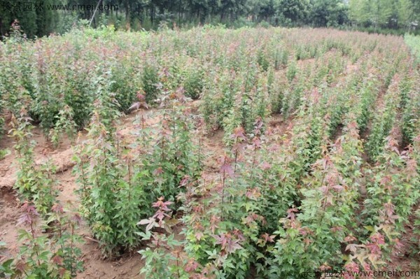 三角楓種子發(fā)芽出苗圖片