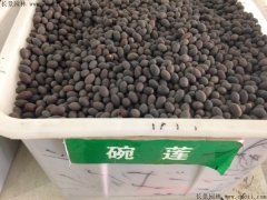 如何區分正宗碗蓮種子，和荷花種子怎么分辨？