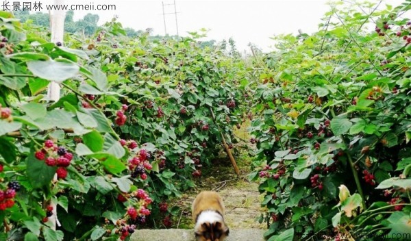 樹(shù)莓種子發(fā)芽出苗圖片