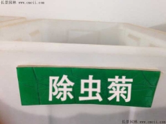 「除蟲菊種子」最新除蟲菊種子_價格_圖片_種植