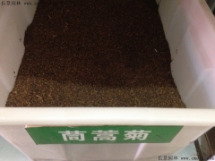「茼蒿菊種子」最新茼蒿菊種子_價格_圖片_種植