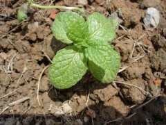 薄荷花期幾月到幾月 花期有多久 如何管理養護