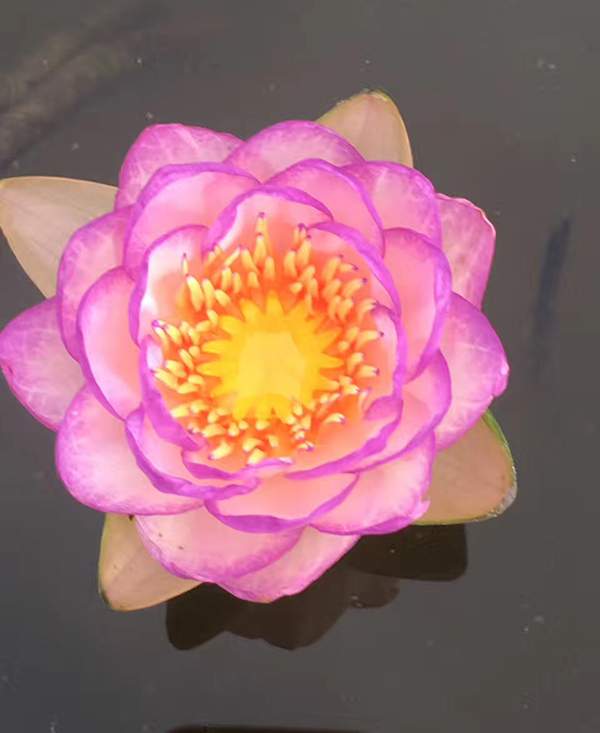 荷花種植基地實拍優質品種類