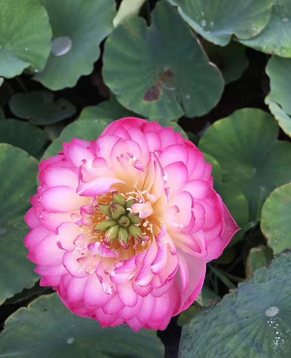 荷花種植基地實拍優質品種類