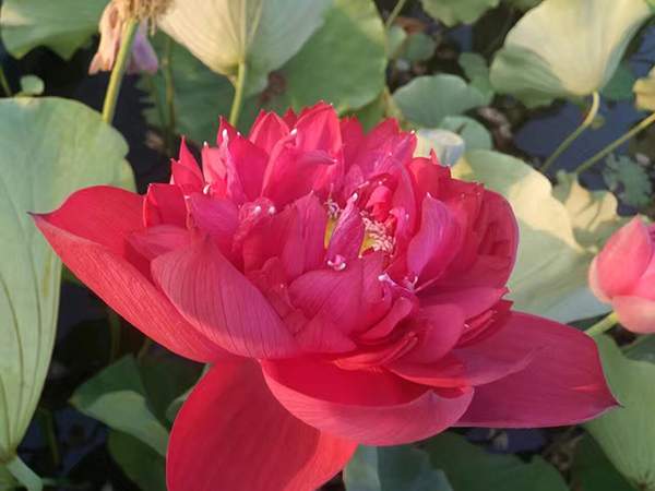 荷花種植基地實拍優質品種類