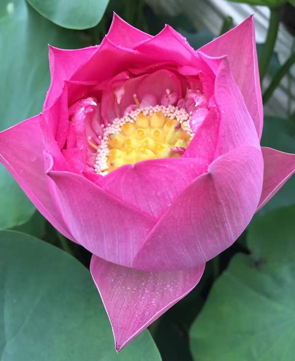 荷花種植基地實拍優質品種類