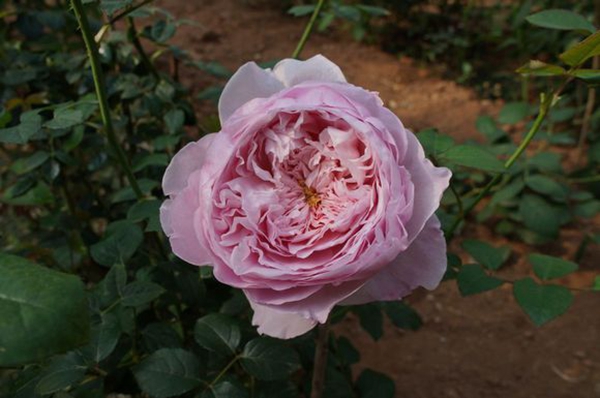 粉色的自由精神