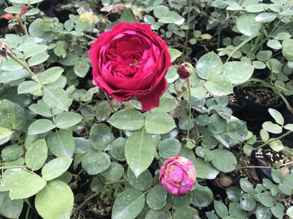 江蘇沭陽歐月基地