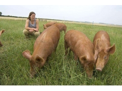 養殖牧草實景圖