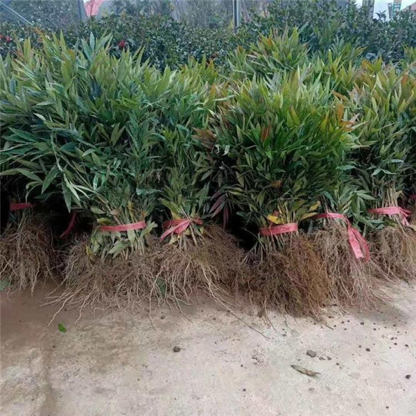 十大功勞基地實拍圖